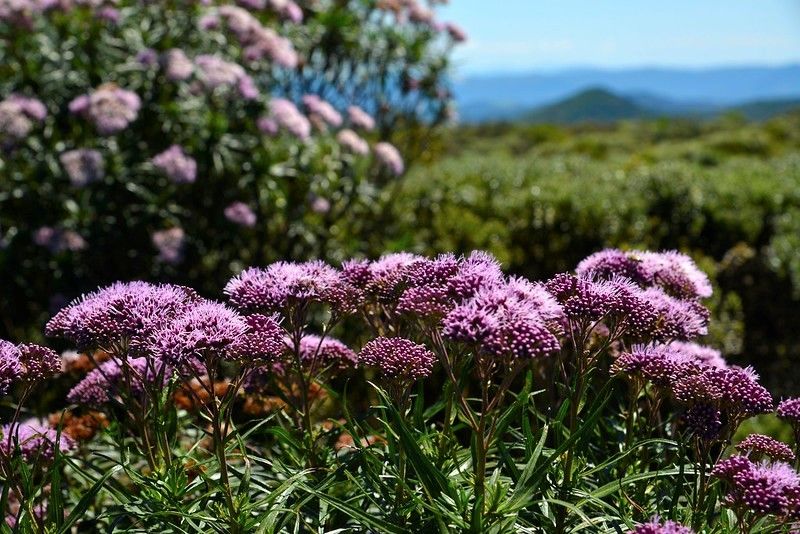 foto de flores