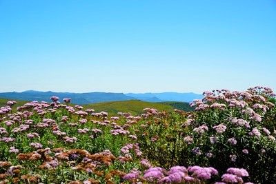 paisagem de flores