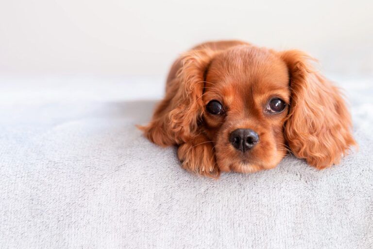Cachorro deitado na cama