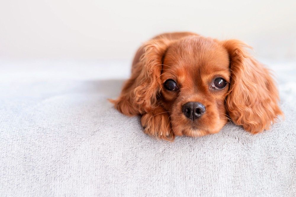 Cachorro deitado na cama