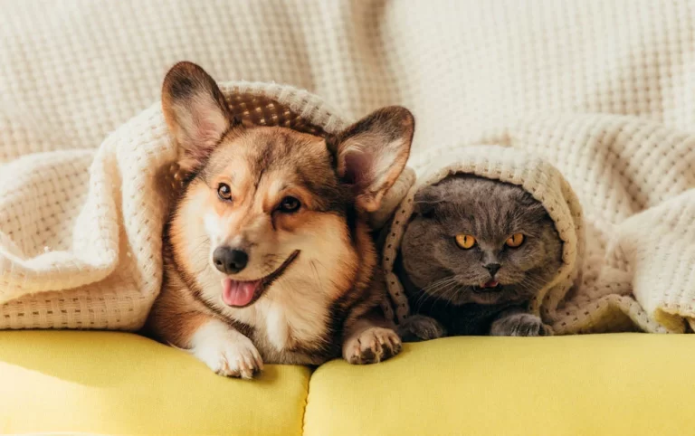 Cachorro e animal em um sofá