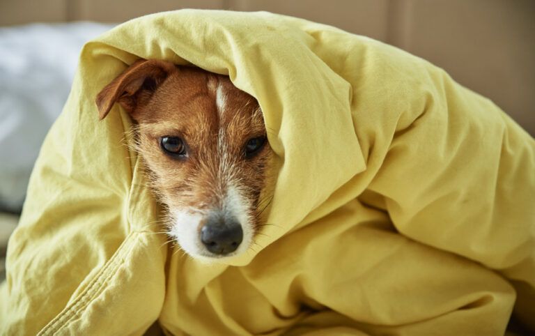 Cachorro no cobertor
