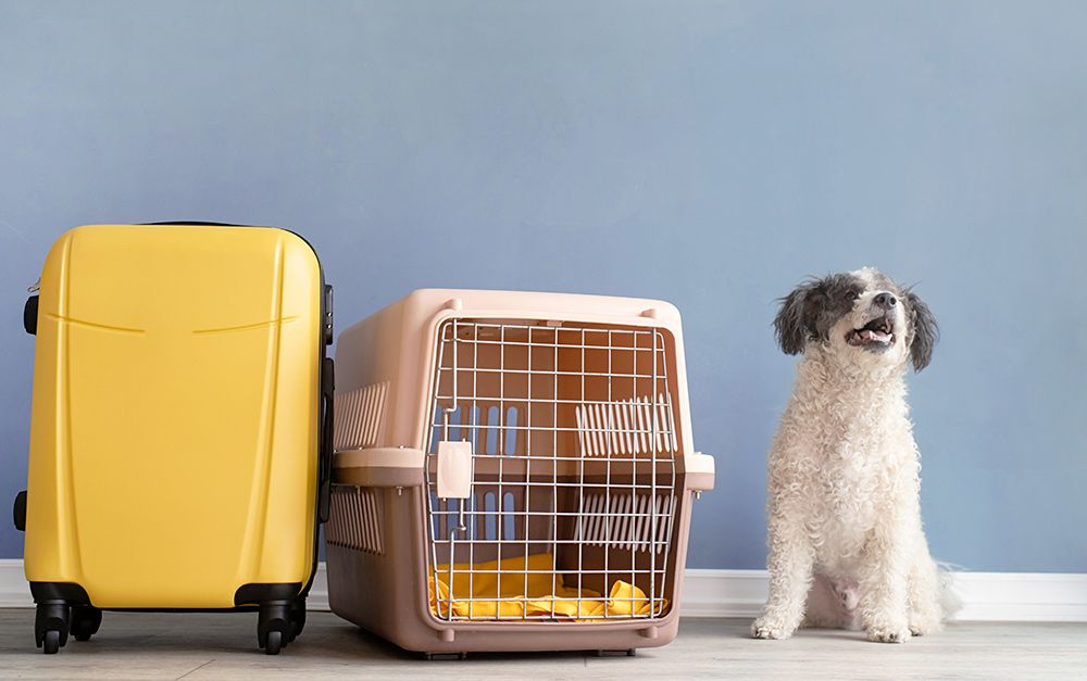 Uma mala amarela fechada, uma caixa de transporte pet branca e um cachorro branco e cinza sentado ao lado.